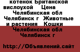 котенок Британской вислоухой  › Цена ­ 2 500 - Челябинская обл., Челябинск г. Животные и растения » Кошки   . Челябинская обл.,Челябинск г.